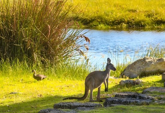 Caversham Wildlife Park